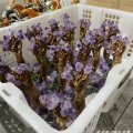 Miniatura Naturalne Rekodzielo Z Ametystu Drzewko Driady
